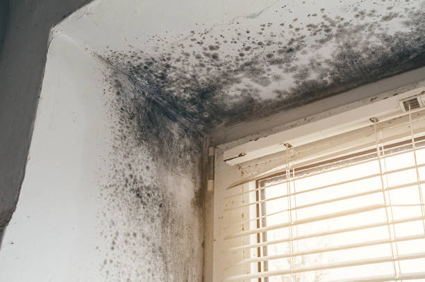 Affordable Mold Removal solutions in Randolph, NJ