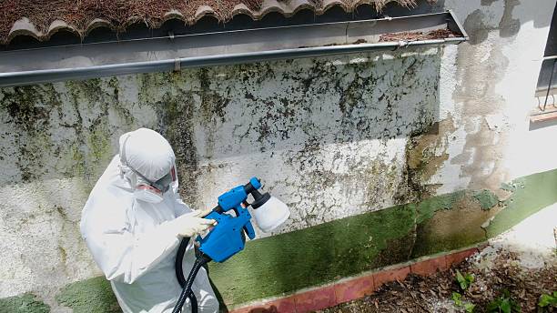 Top rated local Mold Removal specialists in Randolph, NJ